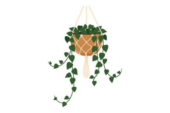 Hanging Pothos Plant in Macrame Pot Hold Graphics